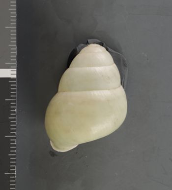 Media type: image;   Malacology 37597 Description: Dry shell;  Aspect: DOR